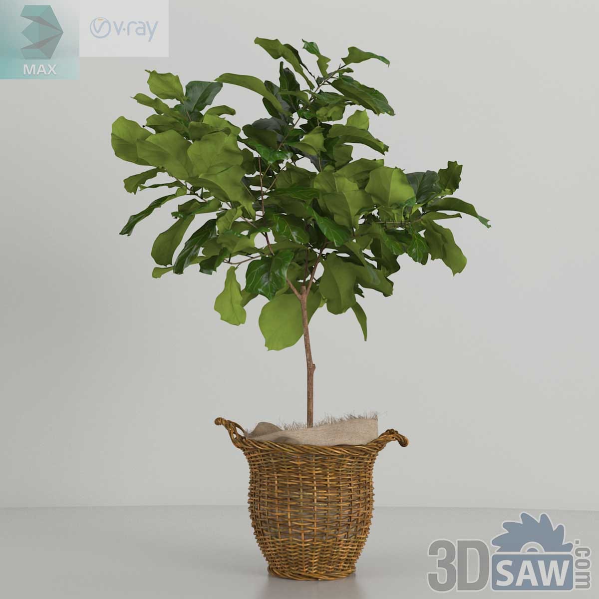 3ds Max potted fiddle-leaf fig tree in woven rattan basket