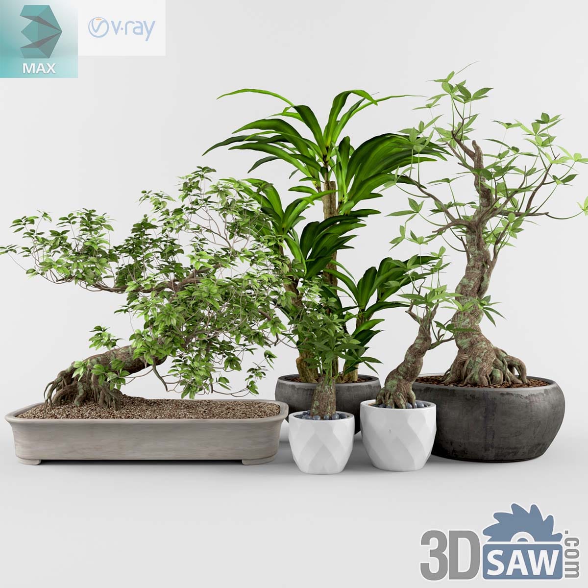 3ds Max collection of potted bonsai, dracaena and money tree plants in ceramic pots and a tray