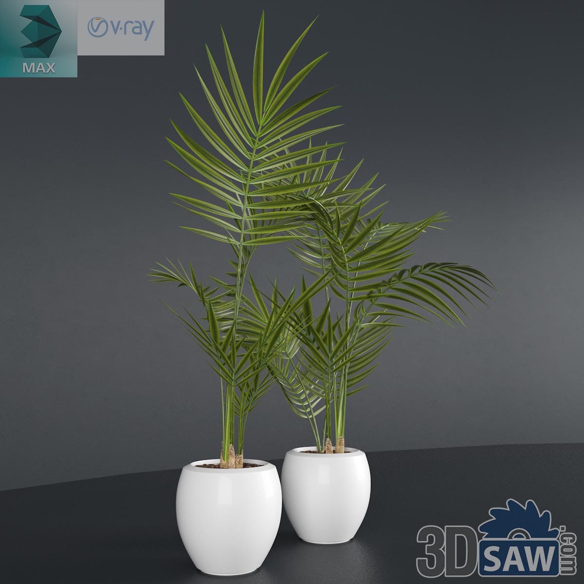 3ds Max pair of potted parlour palms of different heights in glossy white ceramic pots