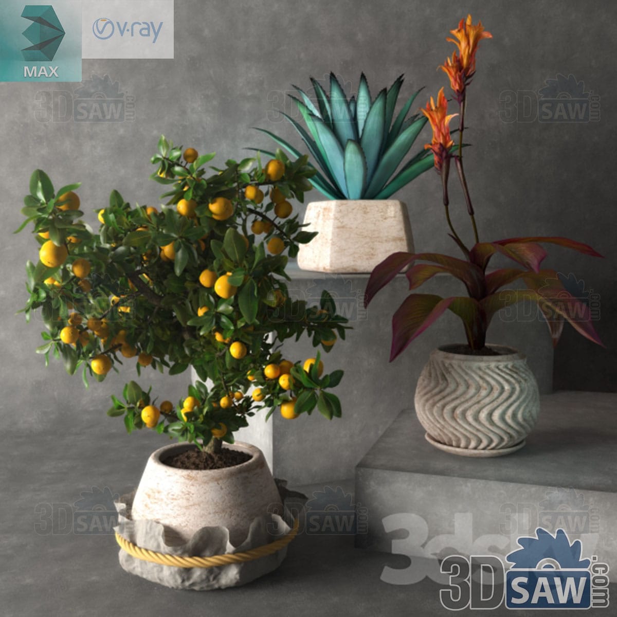 3ds Max three weathered stone pots with a fruiting calamondin citrus, a blue agave and a flowering canna