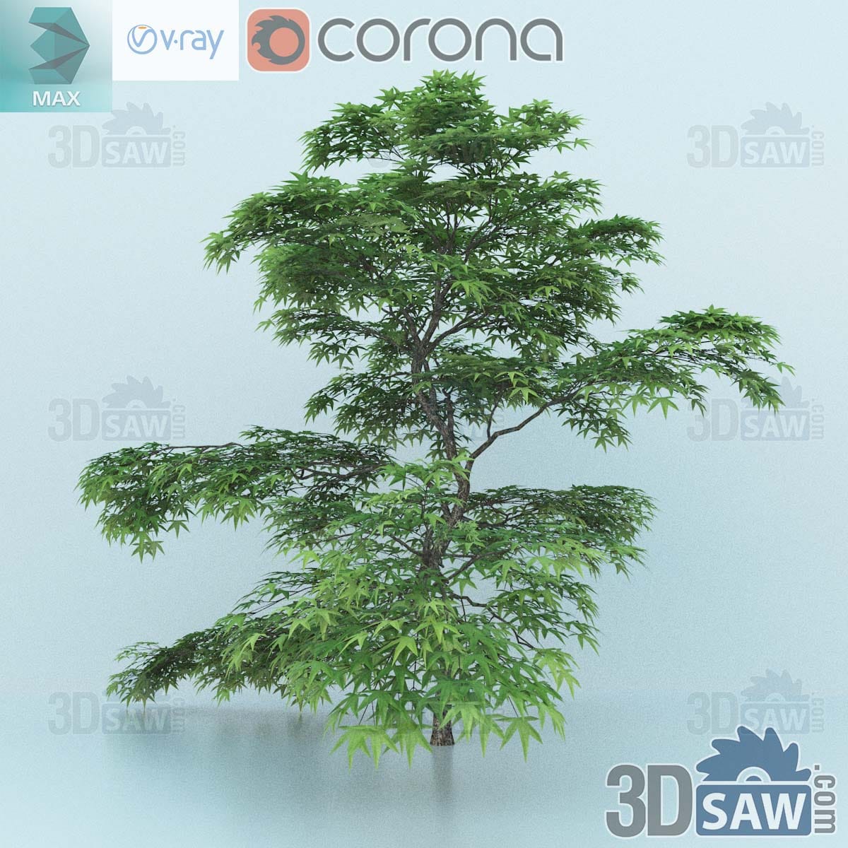 3ds Max young Japanese maple tree with a leaning trunk and tiered green palmate foliage