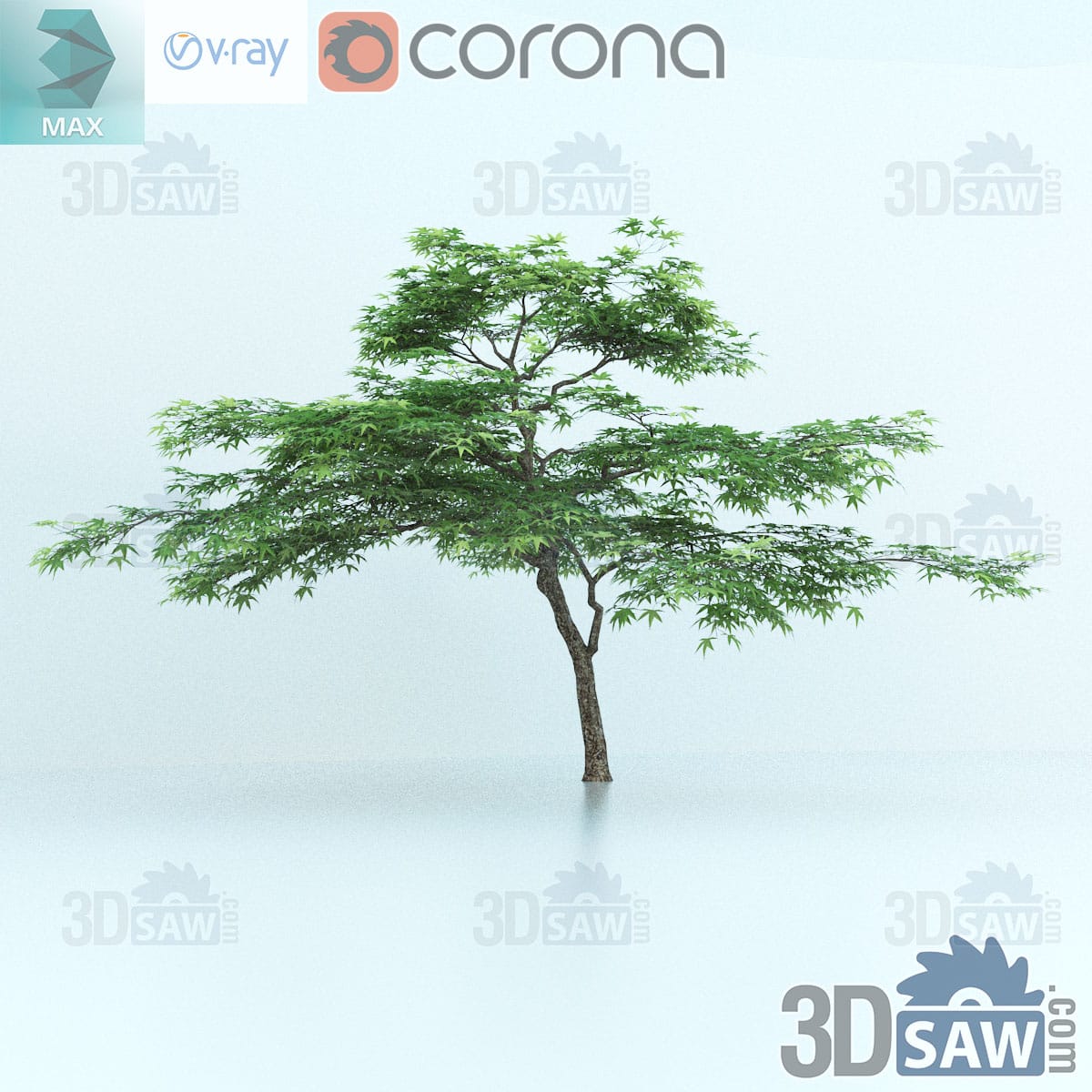 3ds Max upright Japanese maple tree with a rounded layered green canopy over a clear trunk