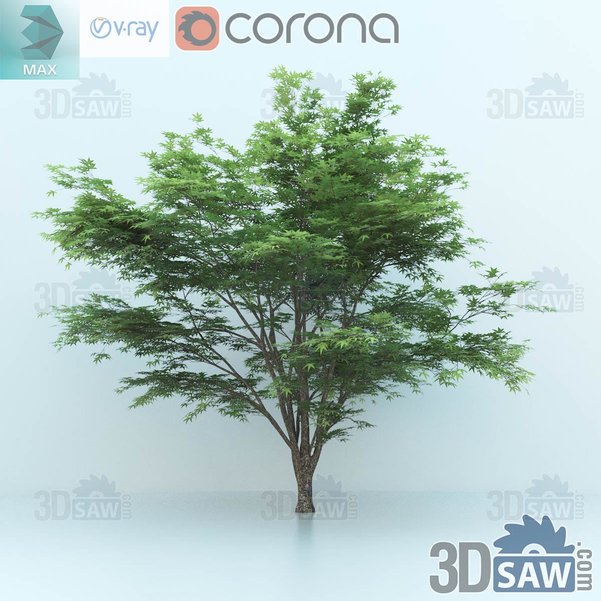 3ds Max large old Japanese maple with a gnarled multi-trunk base and a wide umbrella of green foliage