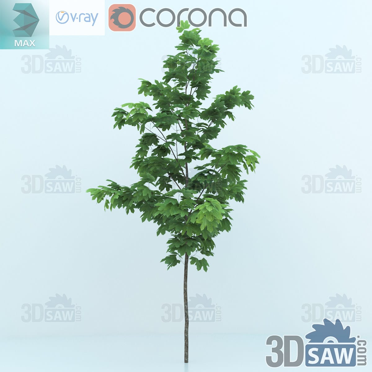 3ds Max young Norway maple with a straight stem and a narrow upright crown of five-lobed green leaves