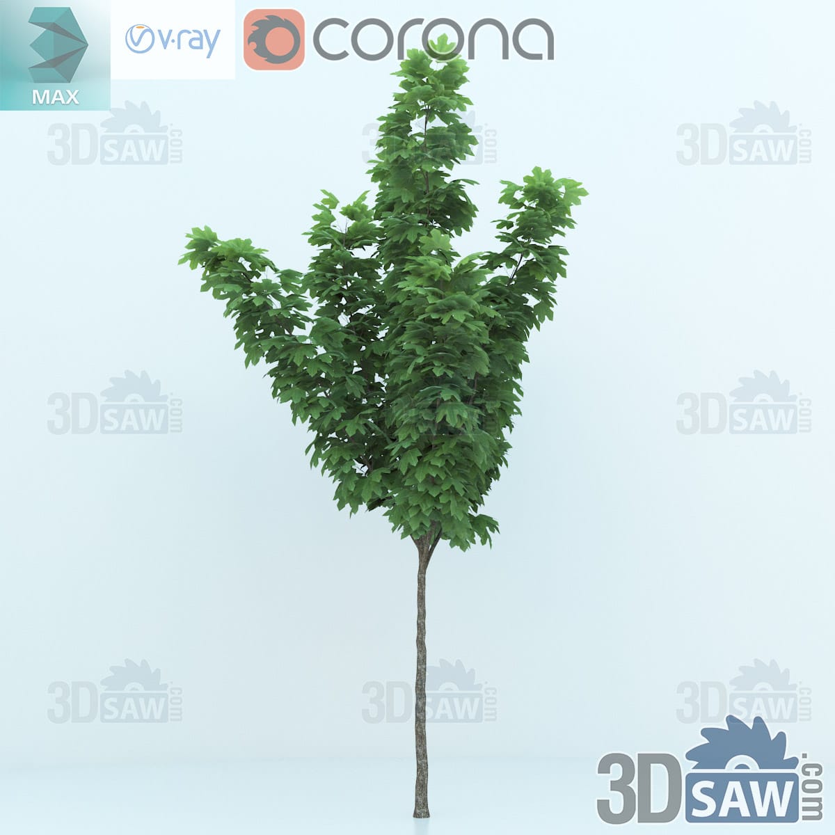 3ds Max semi-mature Norway maple with a clear trunk and a filling oval green crown