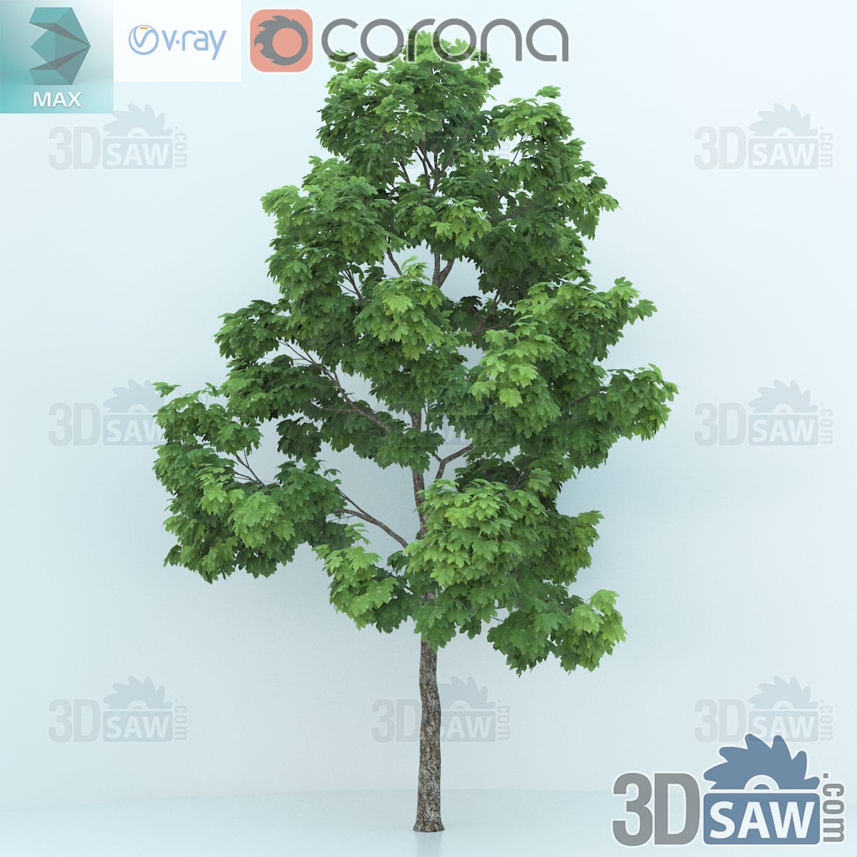 3ds Max mature Norway maple with a straight trunk and a full rounded green canopy