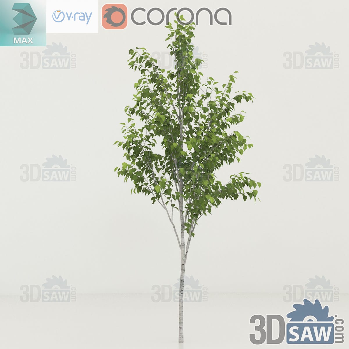 3ds Max slender Himalayan birch with a clean white trunk and a lightly broadening open crown