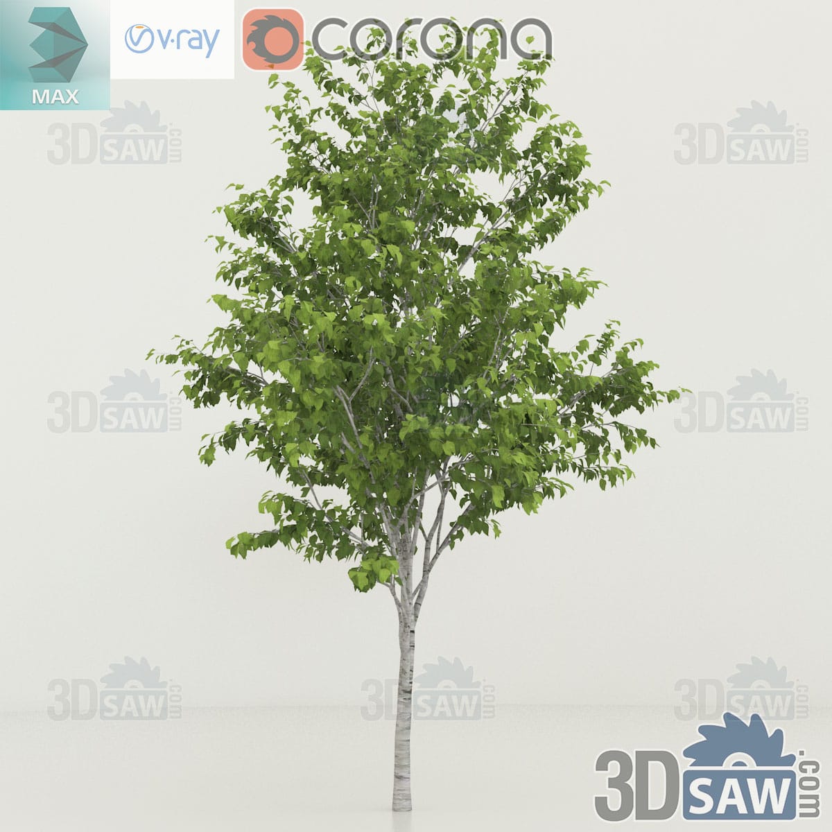 3ds Max semi-mature Himalayan birch with a bright white trunk, a low fork and an oval green crown