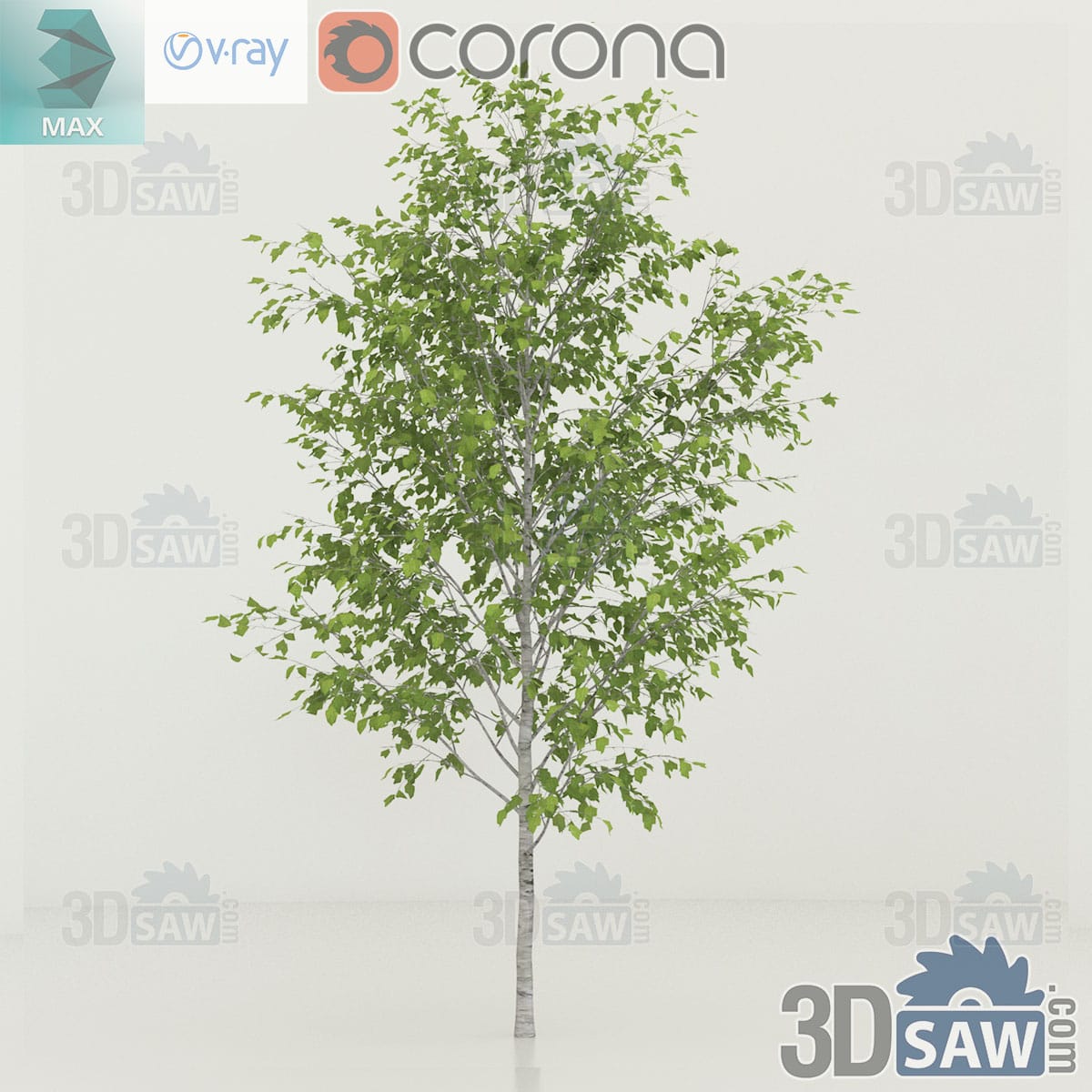 3ds Max mature Himalayan birch with a tall chalk-white trunk, arching limbs and a full airy green crown