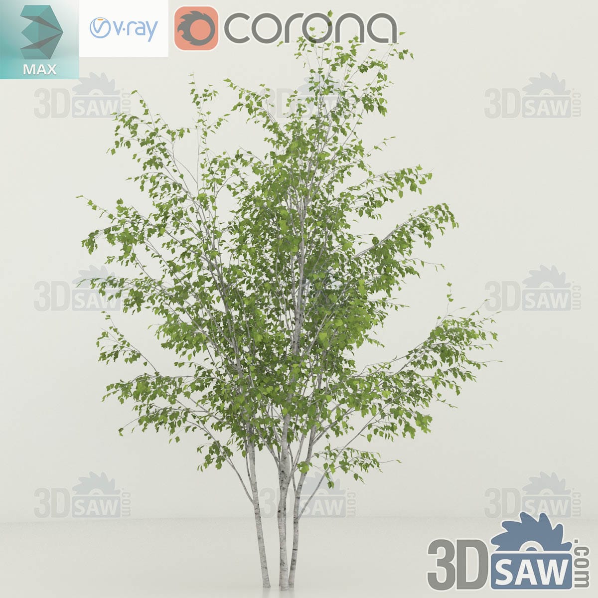 3ds Max large old Himalayan birch with a heavy white trunk and a broad softly weeping green canopy