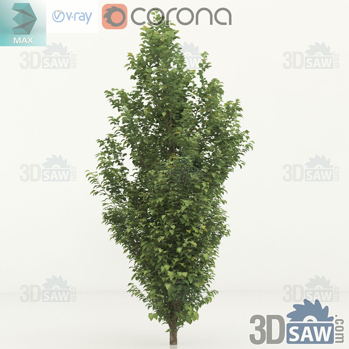 3ds Max upright common hornbeam with an egg-shaped dense green crown over a short clear stem