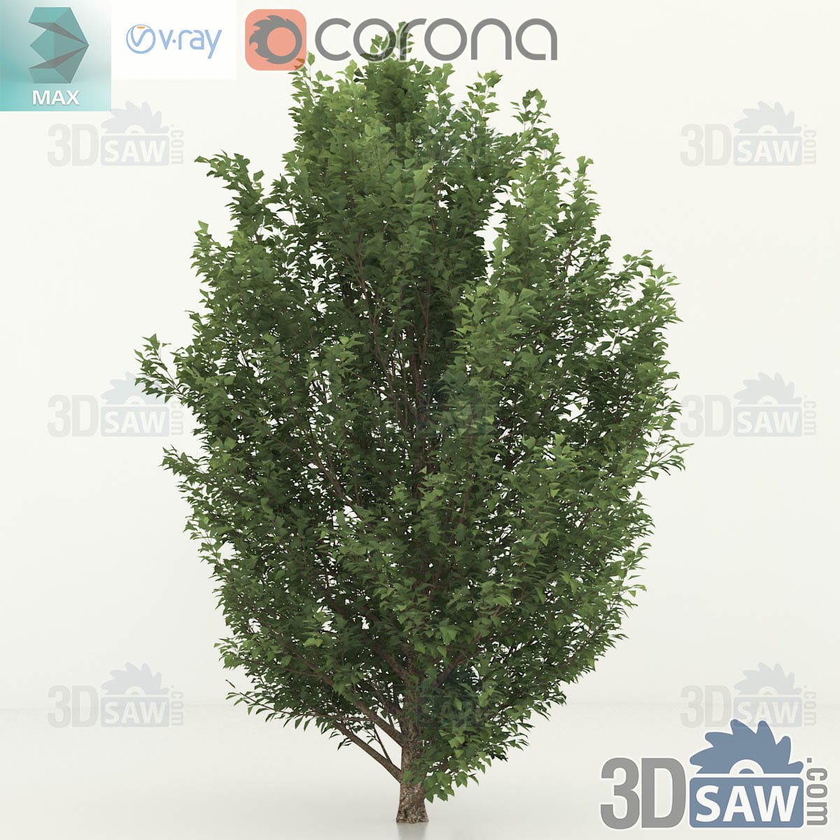 3ds Max semi-mature common hornbeam with a rounded oval green crown on a fluted grey trunk