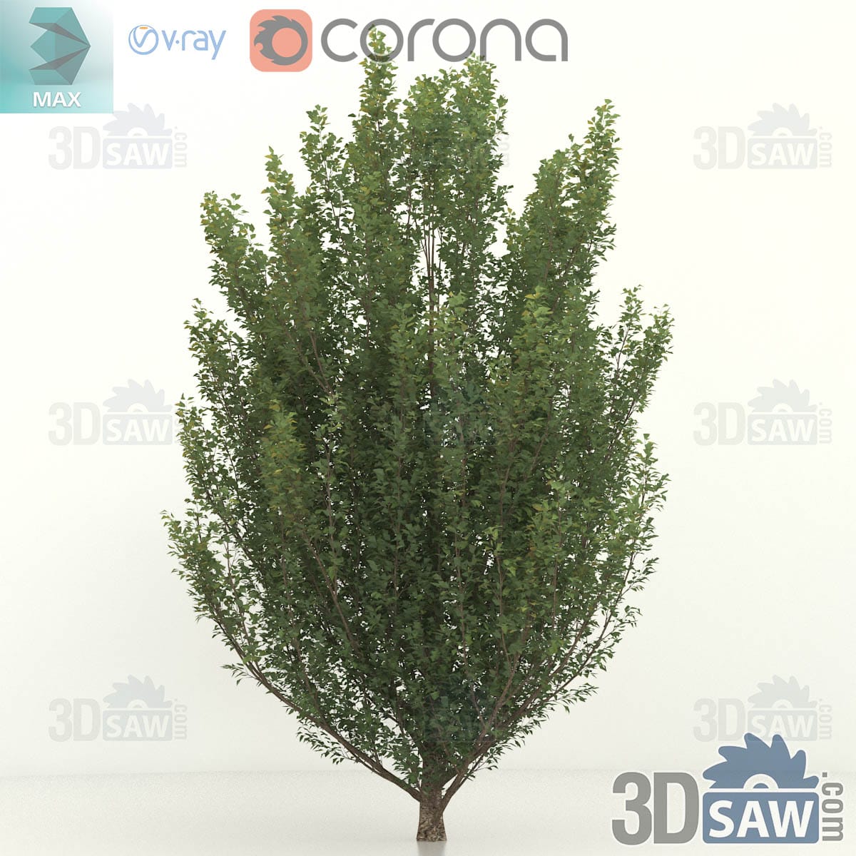 3ds Max large old common hornbeam with a massive fluted trunk and a wide full green canopy