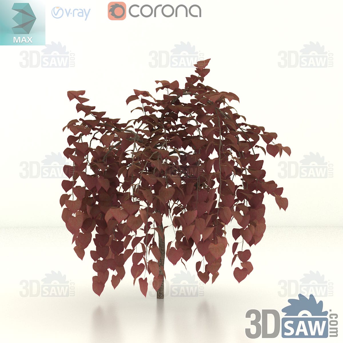 3ds Max young purple-leaf eastern redbud with arching branches and burgundy heart-shaped leaves