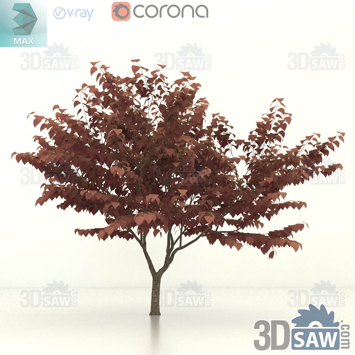 3ds Max upright purple-leaf eastern redbud with a rounded burgundy canopy over a clear stem
