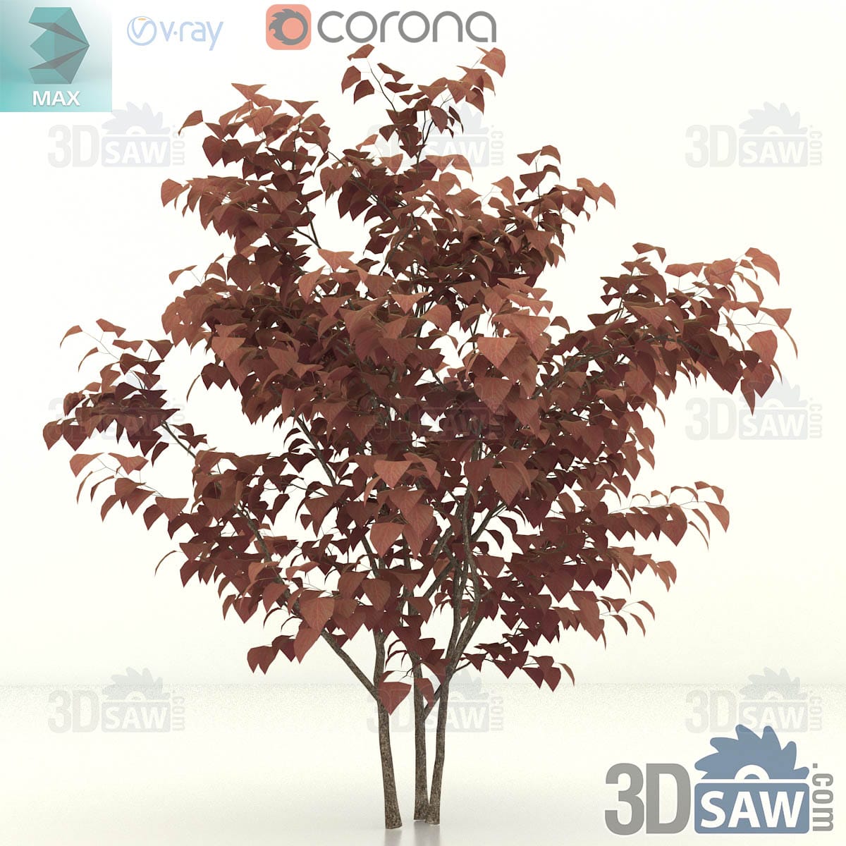 3ds Max mature purple-leaf eastern redbud with a broad bushy multi-stem crown of burgundy leaves