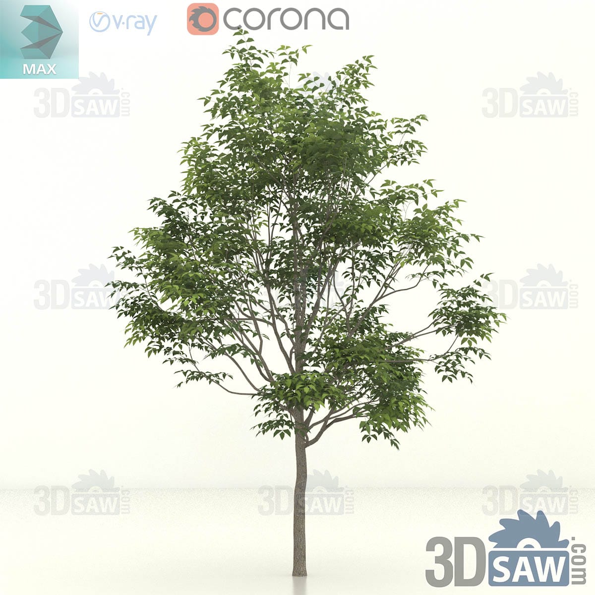 3ds Max young common ash with a straight slim trunk and an open upright crown of pinnate leaves