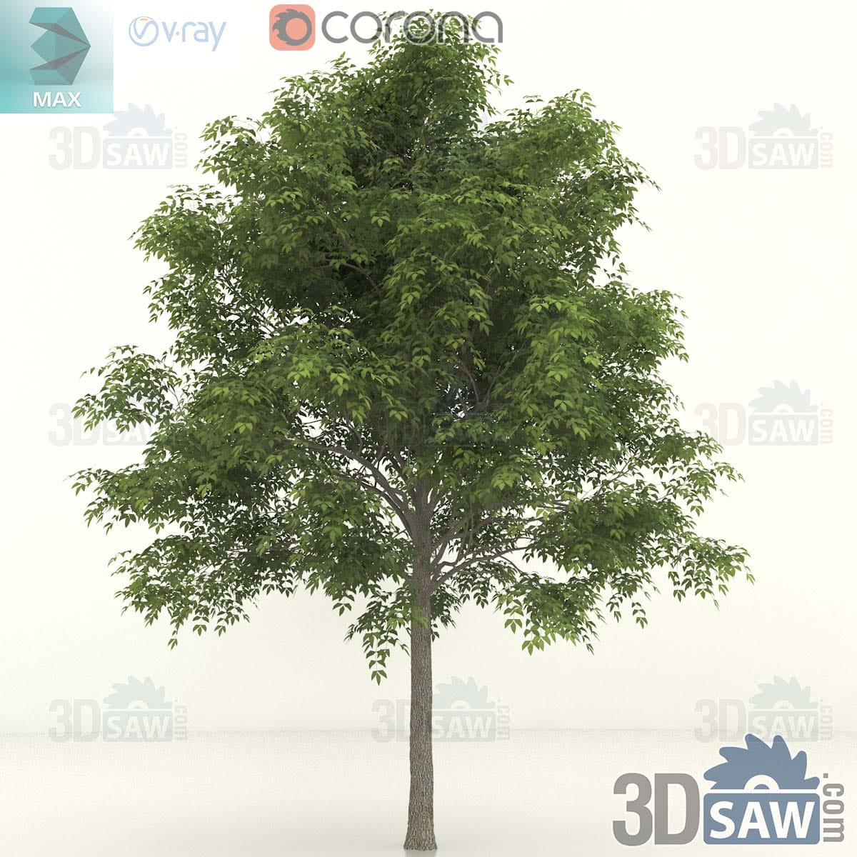 3ds Max semi-mature common ash with a clear grey trunk, a strong fork and an oval crown of pinnate leaves