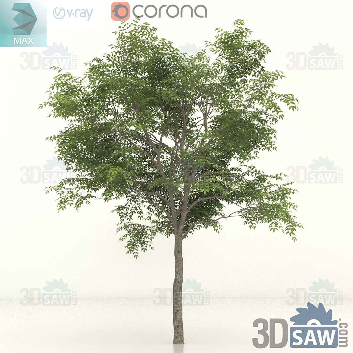 3ds Max mature common ash with a stout fissured trunk and a broad open domed crown of pinnate leaves