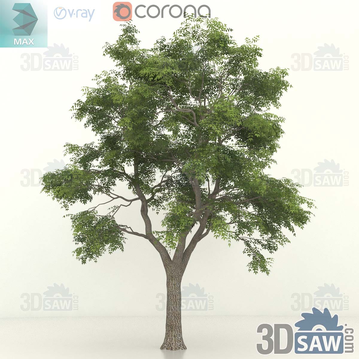 3ds Max large old common ash with a thick furrowed trunk, heavy limbs and a wide airy canopy of pinnate leaves