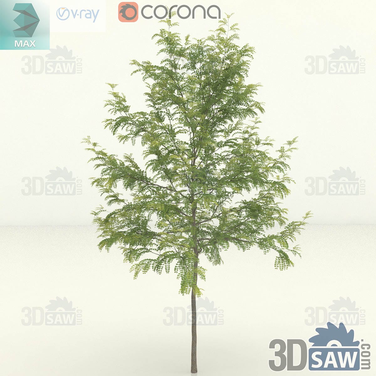 Young honey locust with a narrow conical crown of fine feathery green leaflets on a slim single trunk