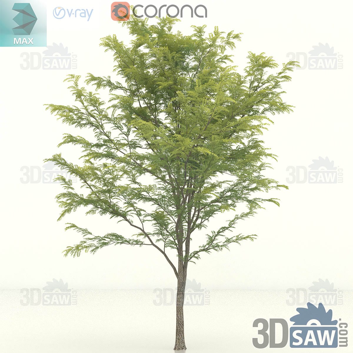 Mature honey locust with a broad rounded canopy of dense feathery foliage and furrowed bark