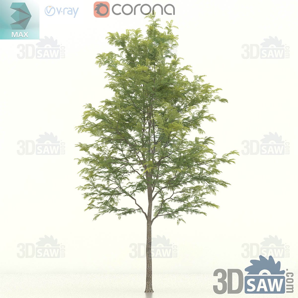 Large honey locust specimen with a tall oval crown and a thick textured trunk