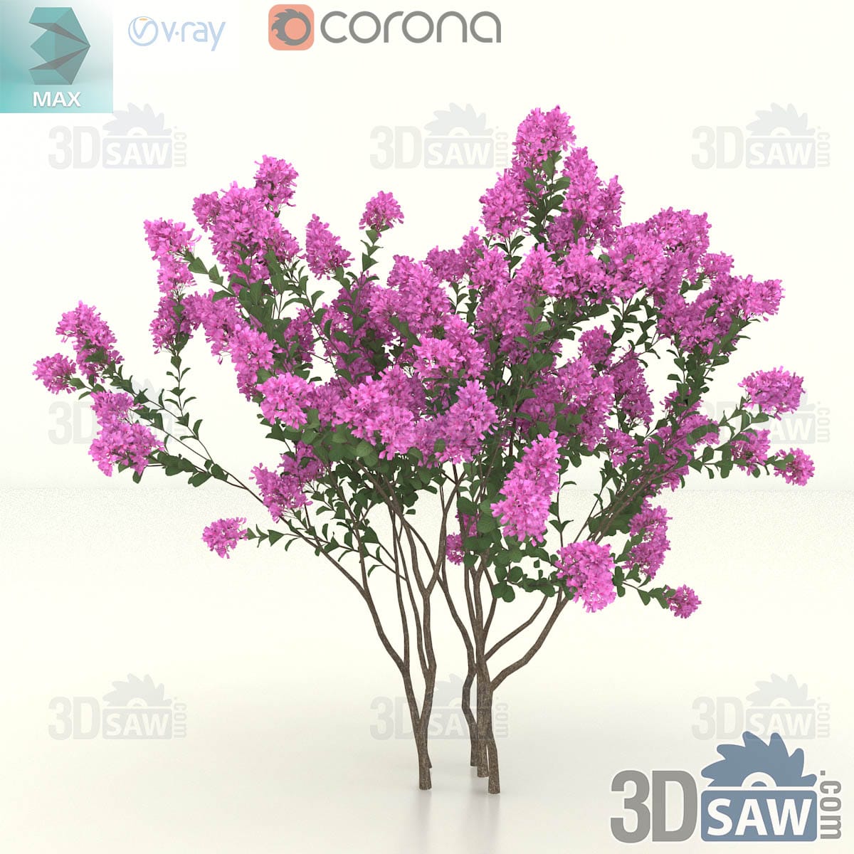 Multi-stem crape myrtle in full bloom, a wide low fountain of bright magenta-pink flower panicles