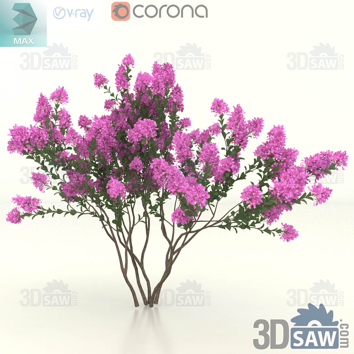 Multi-stem crape myrtle tree with a broad rounded head covered in vivid pink summer flowers