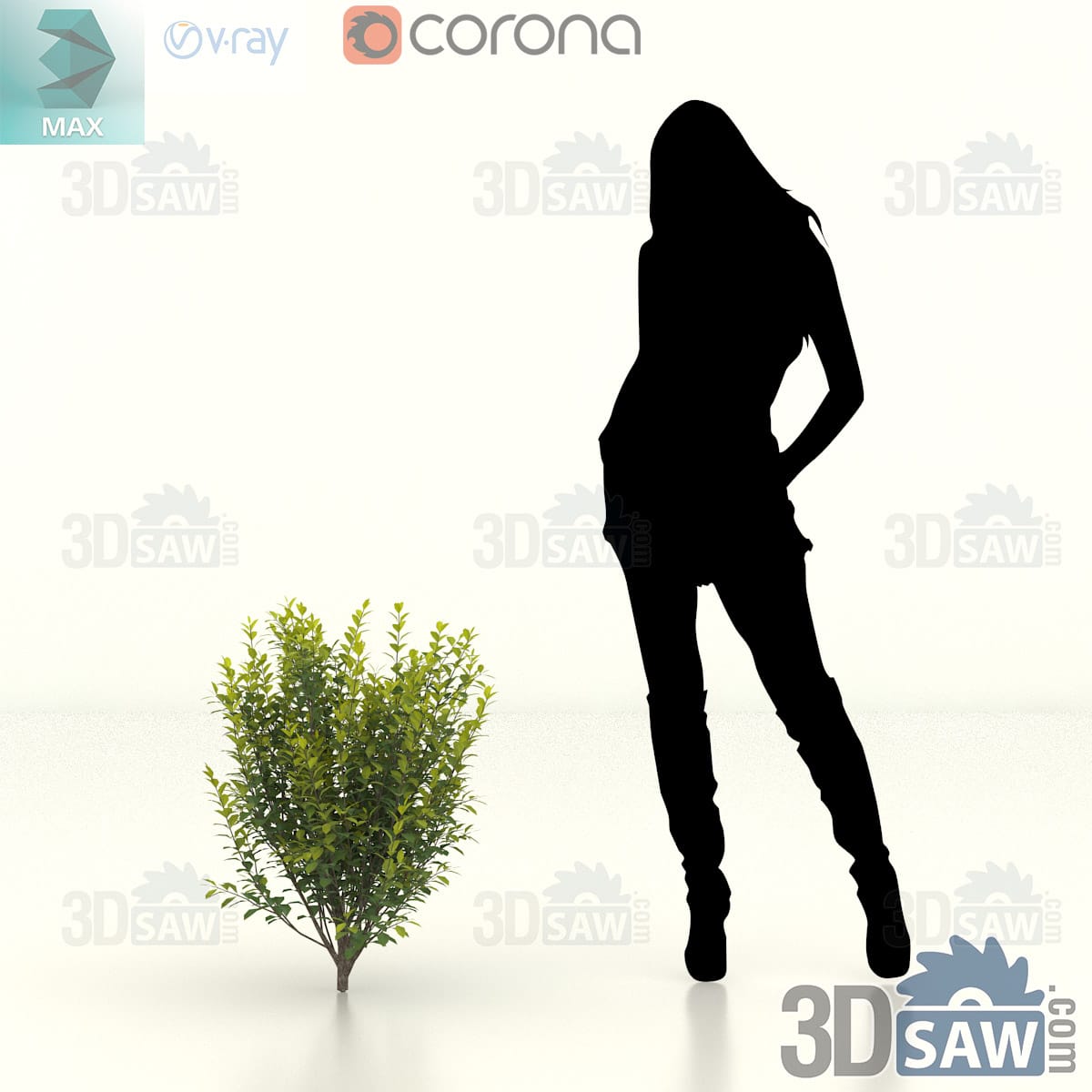 Bushy privet hedge shrub with a rounded head of dense mid-green oval leaves on a broad base