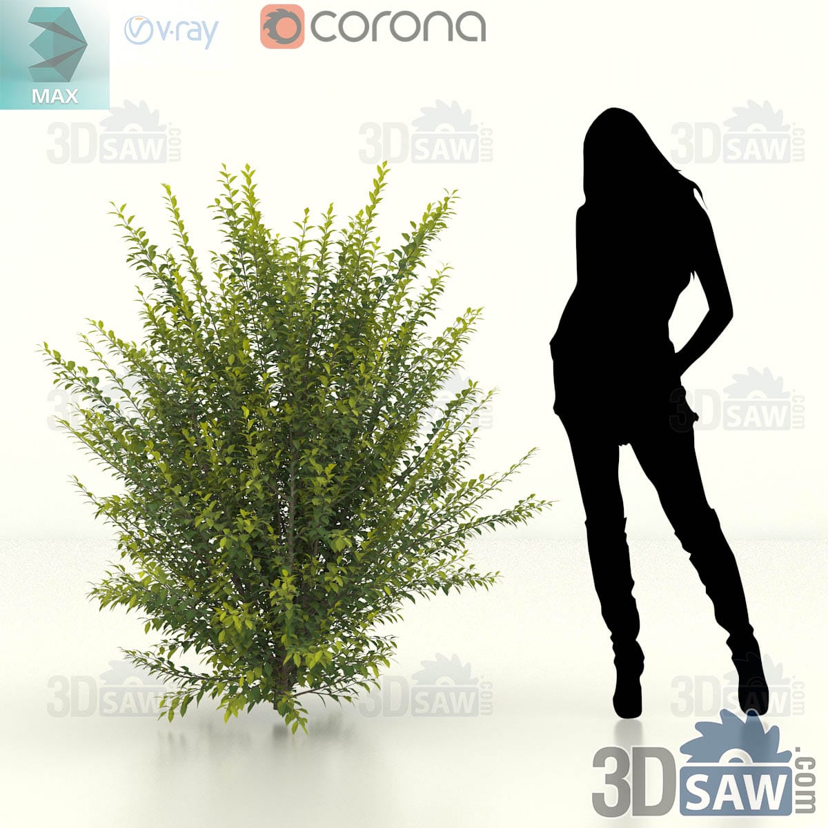 Broad mature privet shrub with a wide spreading crown of glossy dark-green foliage
