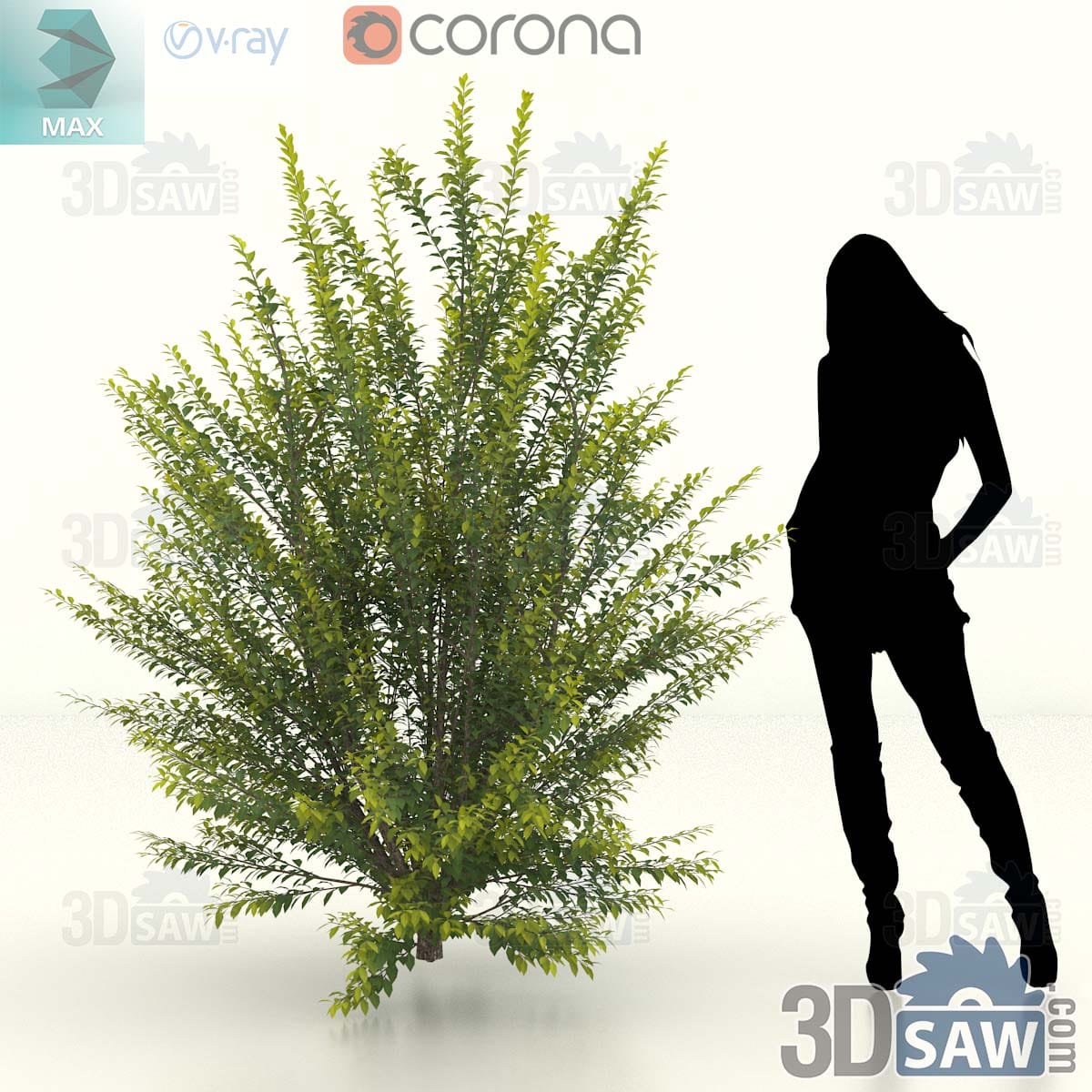 Tall upright privet shrub with vertical arching stems and a narrow column of green leaves
