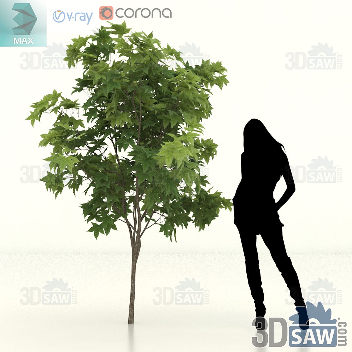 Young Chinese sweet gum with a compact crown of broad three-lobed green leaves on a slim single trunk