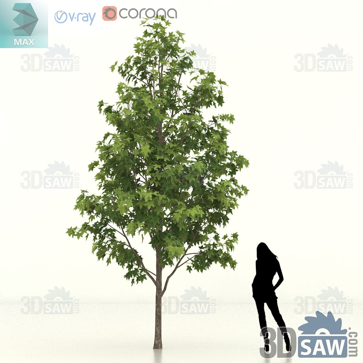 Semi-mature Chinese sweet gum with a full pyramidal crown of dense lobed foliage on a firm trunk