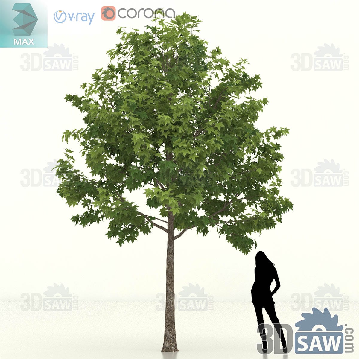 Mature Chinese sweet gum with a broad rounded canopy of lobed foliage over a tall clean textured trunk