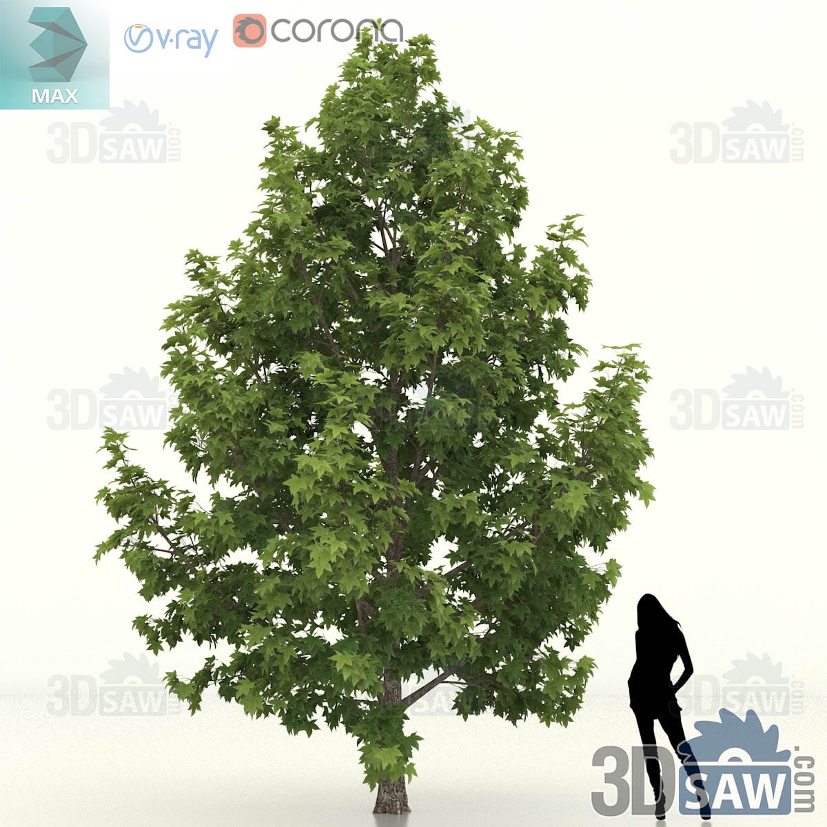 Large Chinese sweet gum specimen with a tall deep crown of dense lobed foliage on a heavy trunk