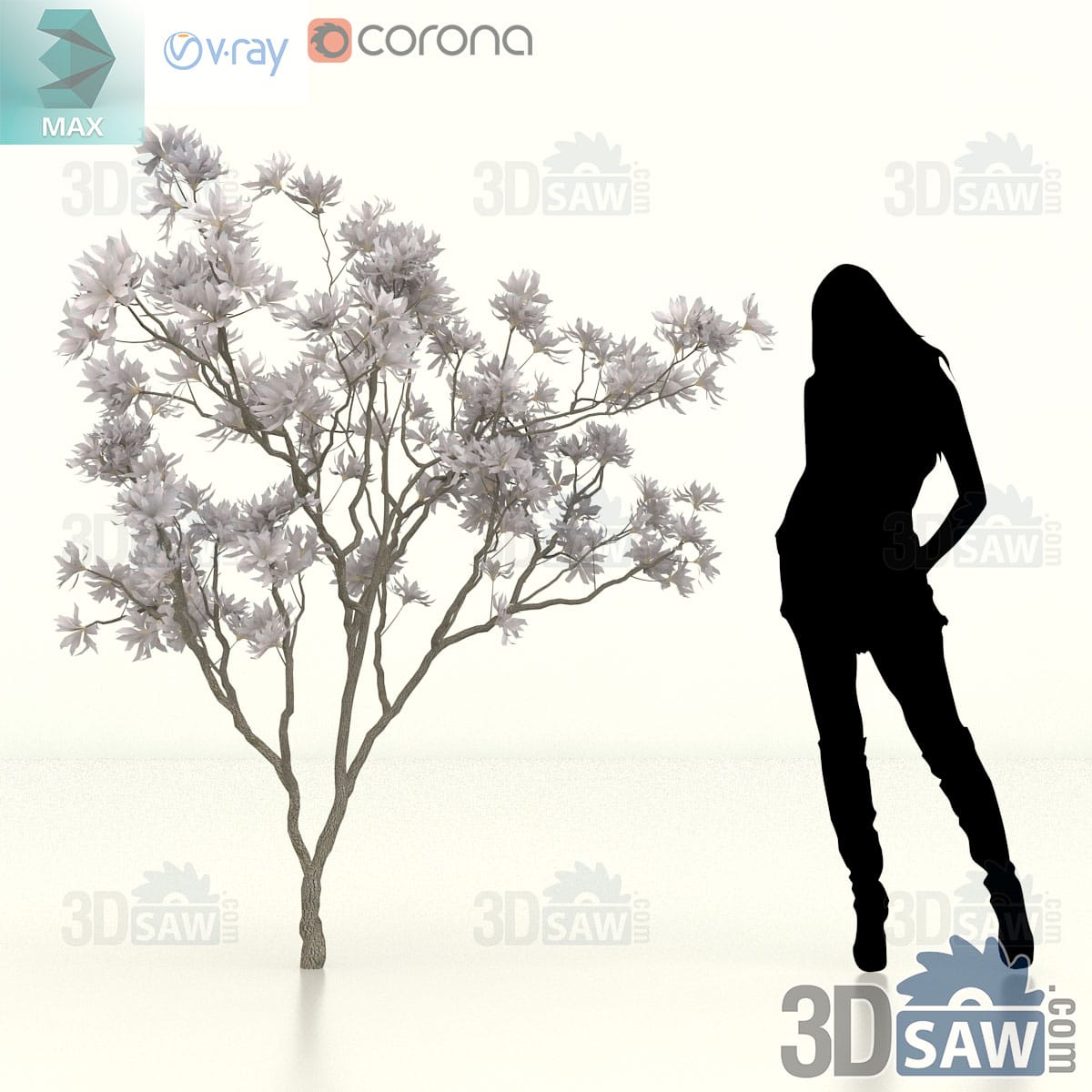 Small star magnolia in spring bloom, bare grey stems tipped with pale pink-white star-shaped flowers