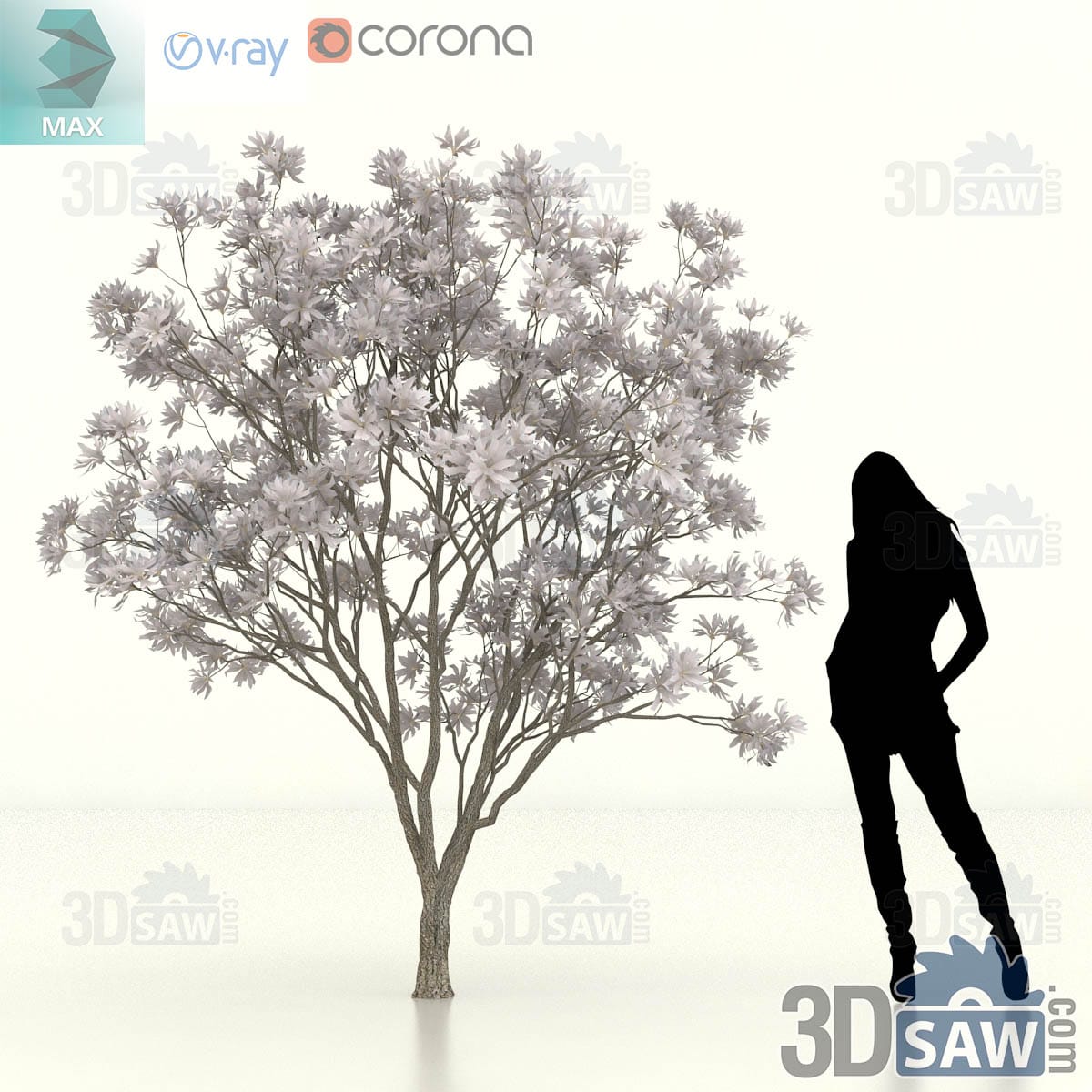Multi-stem star magnolia with a broad rounded head densely covered in pale star-shaped spring flowers