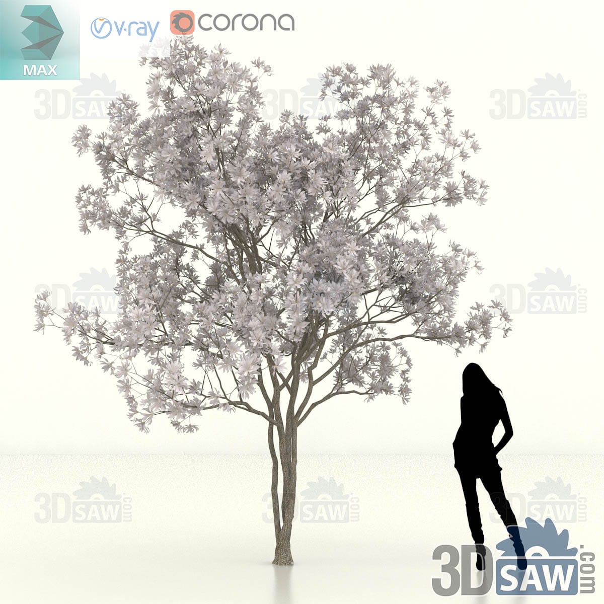 Large star magnolia specimen with a tall full crown of pale star blossom on a developed multi-stem trunk