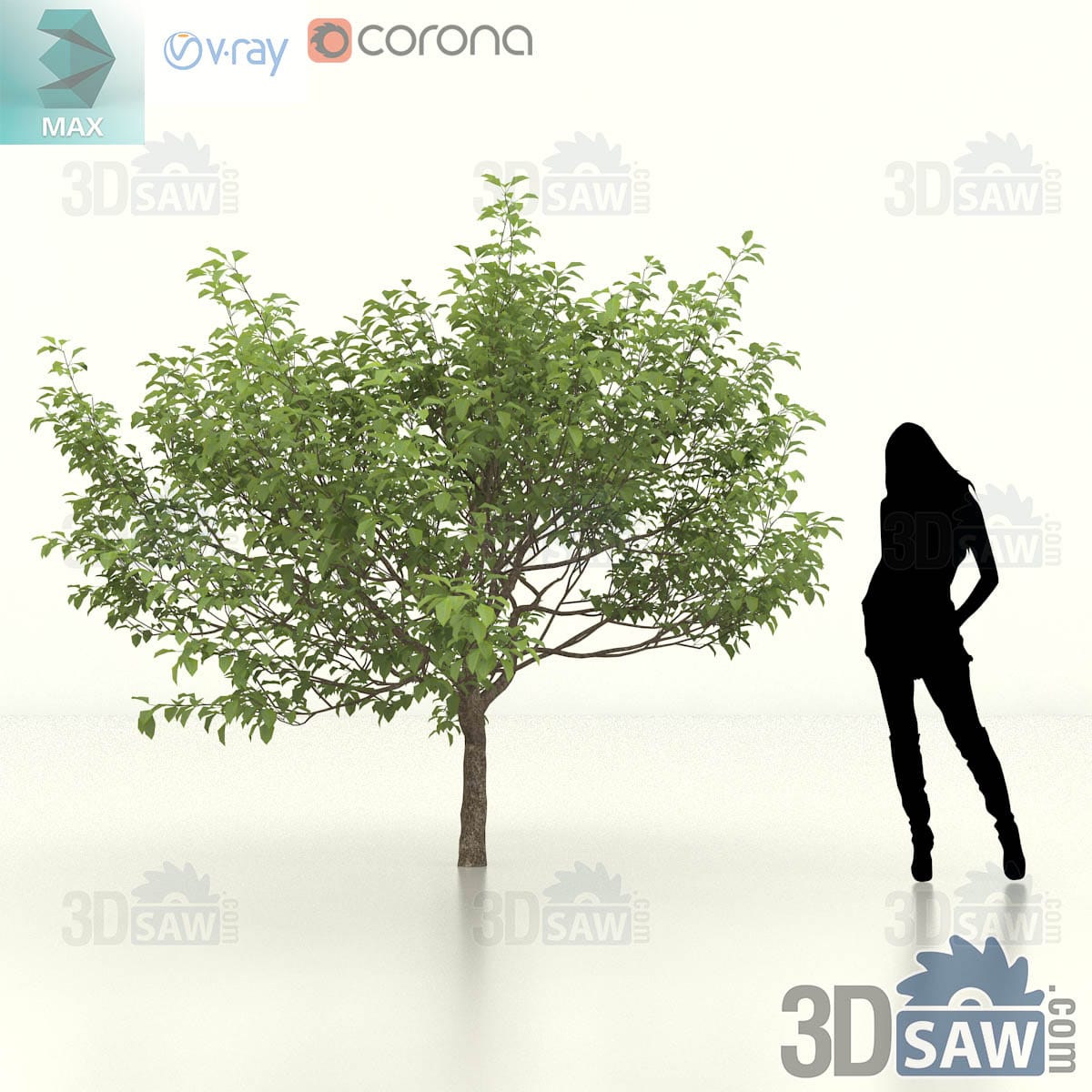 Young sweet crab apple with a neat rounded crown of mid-green oval leaves on a single short trunk