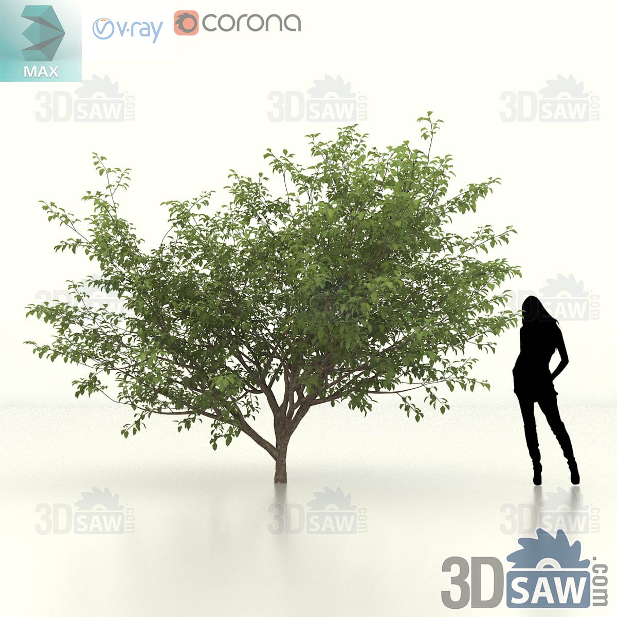 Sweet crab apple with a broad low spreading head of green foliage on wide horizontal branches