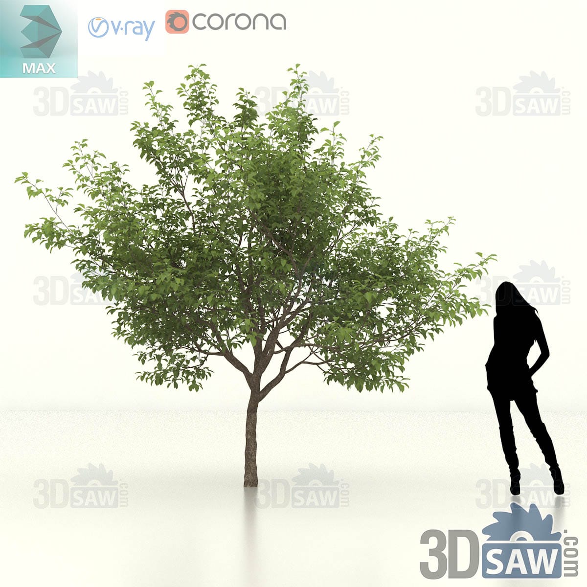 Semi-mature sweet crab apple with a full upright rounded crown of dense green foliage on a firm trunk
