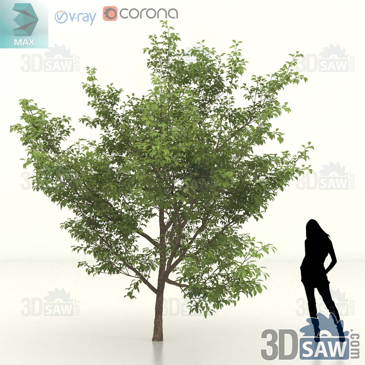 Mature sweet crab apple with an open vase-shaped green crown on a tall clean textured trunk