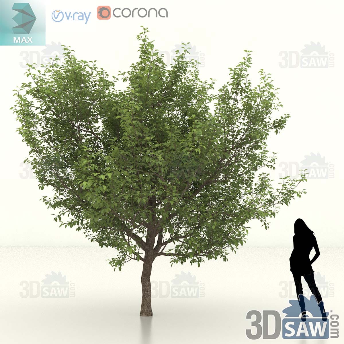 Large sweet crab apple specimen with a broad deep green crown on a heavy trunk with low forking limbs