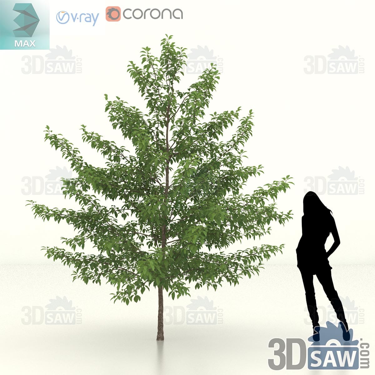 Young black gum with a straight leader, tiered horizontal branches and a narrow pyramidal crown of glossy green leaves