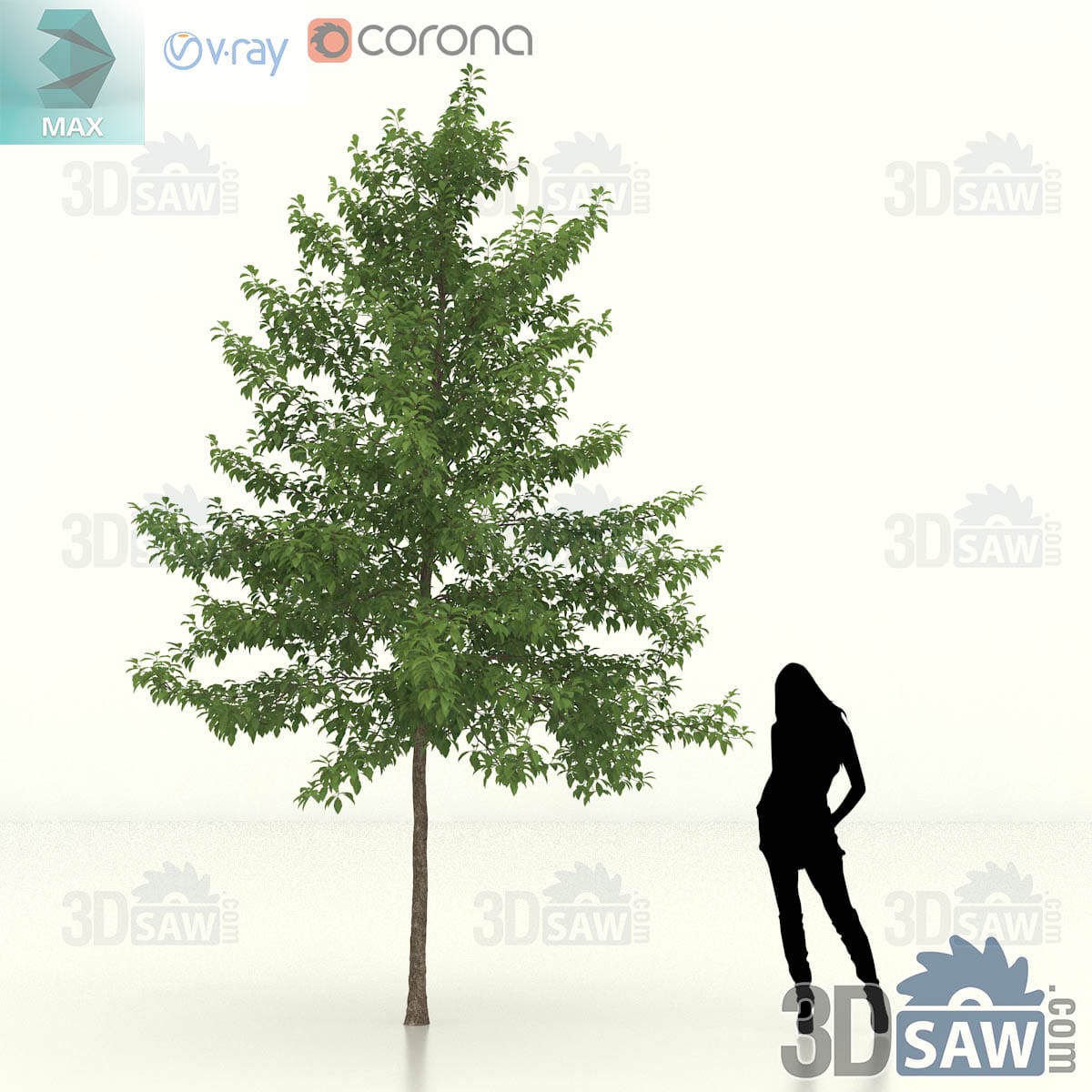 Semi-mature black gum with an even oval-pyramidal crown of layered green foliage above a clean grey trunk