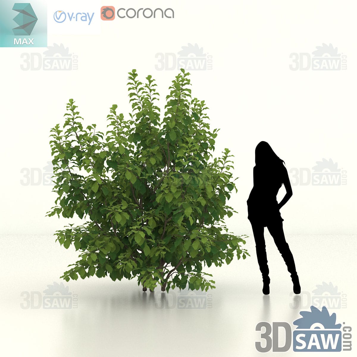 Persian ironwood with several arching stems forming a broad low dome of green foliage wider than it is tall