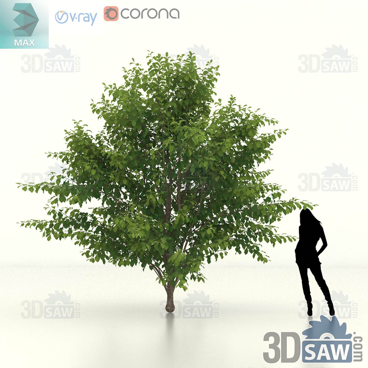 Semi-mature Persian ironwood with a fuller rounded head of dense green foliage on a cluster of stems
