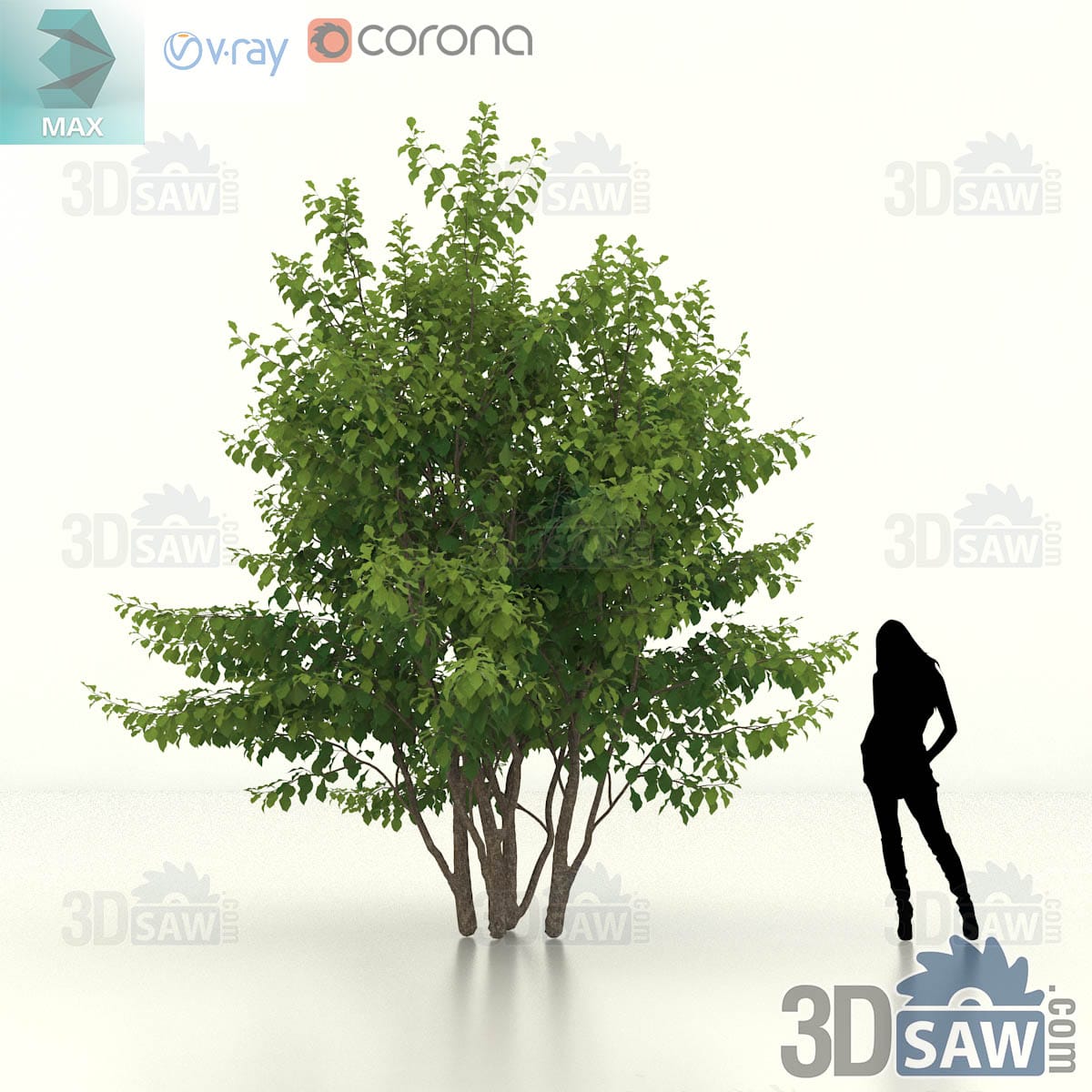 Mature multi-stem Persian ironwood with thick stems rising into a wide billowing crown of green foliage