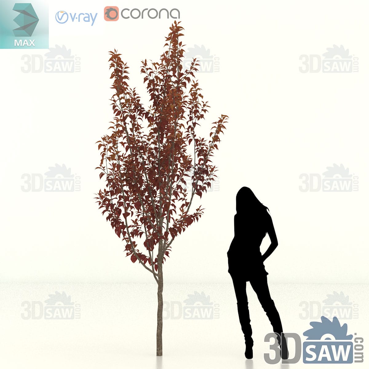 Young purple-leaf cherry plum with an upright narrow crown of deep burgundy foliage on slender branches